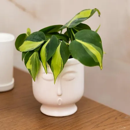 Apartment Erato Studio, Next To The