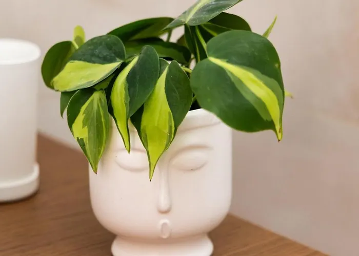 Apartamento Erato Studio, Next To The